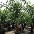 Foxtail Palm
